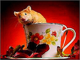 diaporama pps Belle photos I