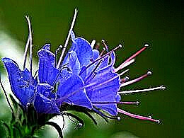 diaporama pps Blue flowers