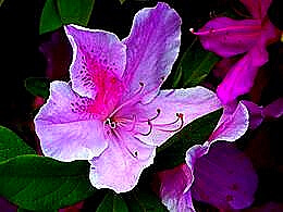 diaporama pps Bunkyo azalea festival japan