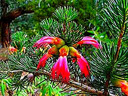 diaporama pps Calothamnus