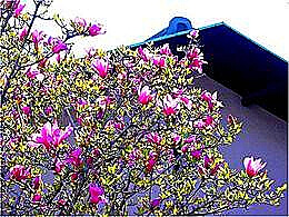 diaporama pps Cerisiers de Yuzuraha