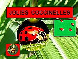 diaporama pps Ces jolies coccinelles