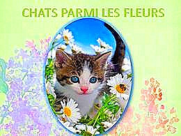 diaporama pps Chats parmi les fleurs