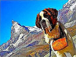 diaporama pps Chiens 2