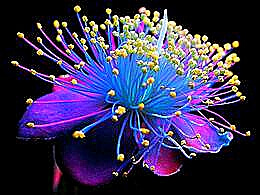 diaporama pps Craig Burrows photographe sculptures en fleurs séchées