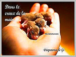 diaporama pps Dans le creux de la main