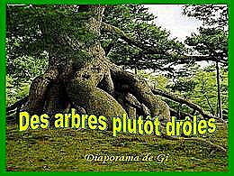 diaporama pps Des arbres plutôt drôles