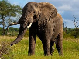 diaporama pps Belles photos: Éléphant girafe panda