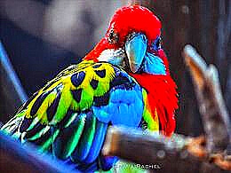diaporama pps Oiseaux les plus colorés du monde