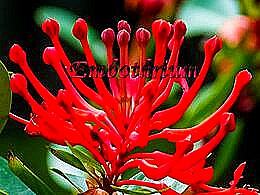 diaporama pps Embothrium