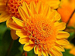 diaporama pps Fleurs I