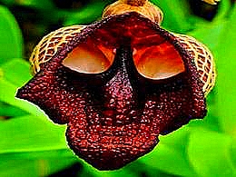 diaporama pps Fleurs surprenantes