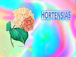 diaporama pps Hortensias