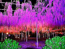 diaporama pps Kawachi Fuji garden japan