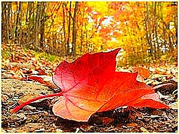 diaporama pps L’automne