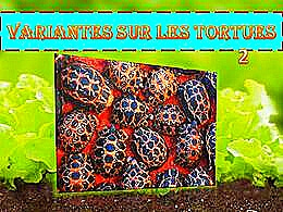 diaporama pps Les tortues 2