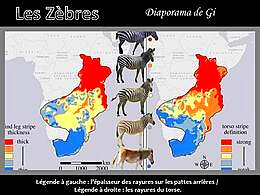 diaporama pps Les zèbres