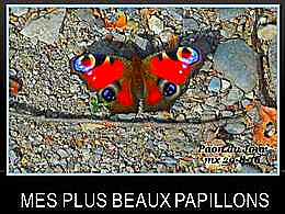 diaporama pps Mes plus beaux papillons