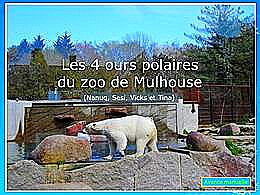 diaporama pps Nanuq et Sesi