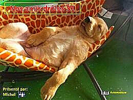 diaporama pps Nos amis drôles 31