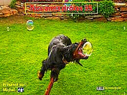 diaporama pps Nos amis drôles 35
