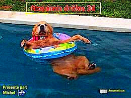 diaporama pps Nos amis drôles 36