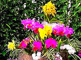 diaporama pps Orchidées 2