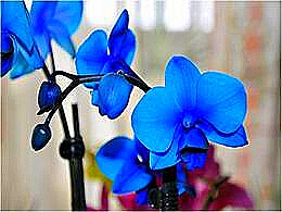 diaporama pps Orchidées