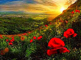 diaporama pps Poppies