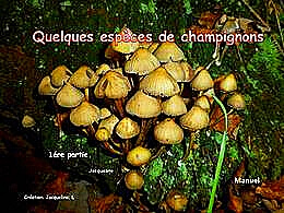 diaporama pps Quelques Champignons