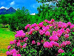 diaporama pps Rhododendron