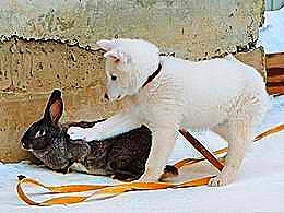 diaporama pps Sans aucun doute c’est l’hiver