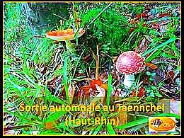 diaporama pps Sortie au Taennchel