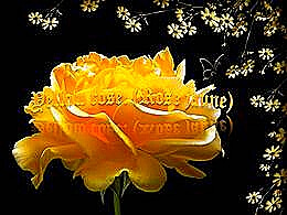 diaporama pps Yellow rose – Rose jaune