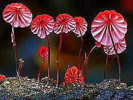 diaporama pps 40 photos des plus beaux champignons