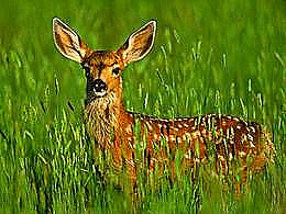 diaporama pps Animaux