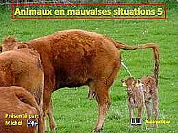 diaporama pps Animaux en mauvaises situations 5