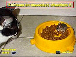diaporama pps Animaux en mauvaises situations 6