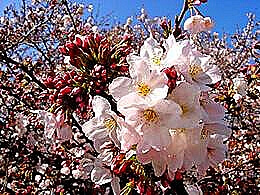 diaporama pps Cerisiers 1