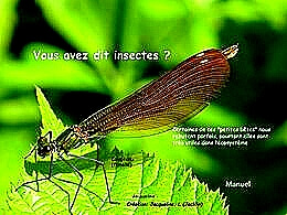 diaporama pps Ces insectes si utiles dans l’écosystème