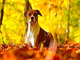 diaporama pps Chiens