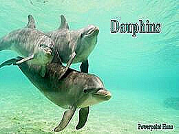 diaporama pps Dauphins