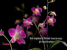 diaporama pps Des fleurs