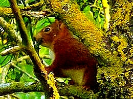 diaporama pps Écureuils s’amusant