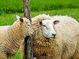 diaporama pps Embryons