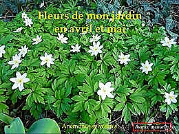 diaporama pps Fleurs d’Avril et Mai