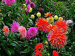 diaporama pps Fleurs