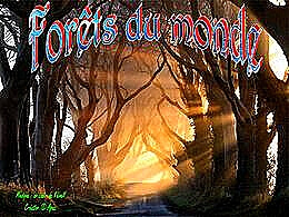 diaporama pps Forêts du monde