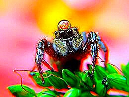 diaporama pps Hendrata Yoga Surya photography