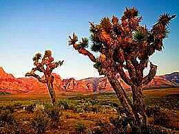 diaporama pps Joshua Tree – USA